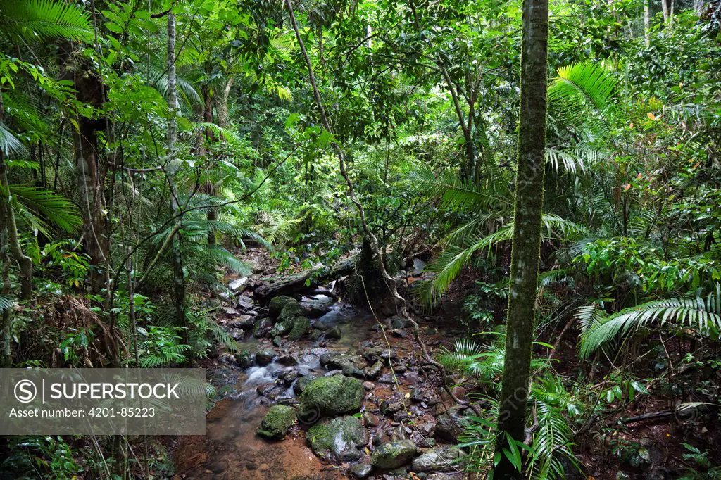 Creek in rainforest, Daintree National Park, North Queensland, Queensland, Australia