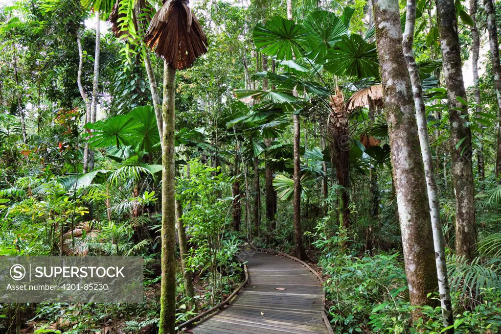 Licuala Fan Palm (Licuala ramsayi) trees and boardwalk, Daintree National Park, North Queensland, Queensland, Australia
