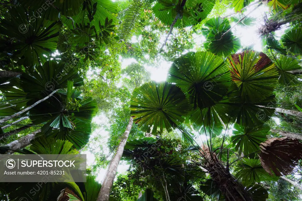 Licuala Fan Palm (Licuala ramsayi) group in rainforest, Daintree National Park, North Queensland, Queensland, Australia