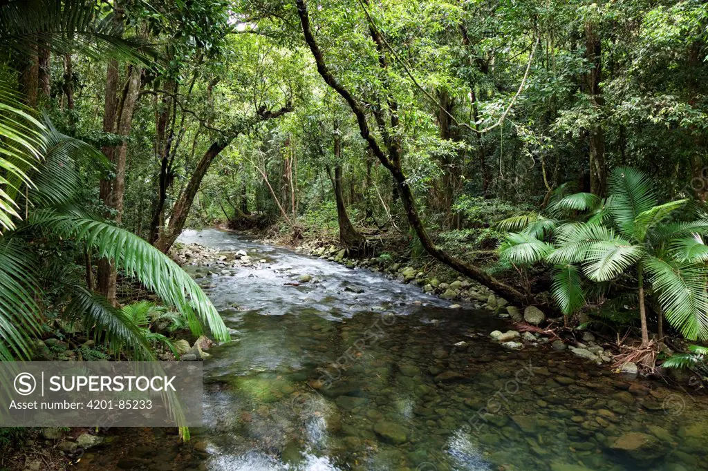 Oliver Creek in rainforest, Daintree National Park, North Queensland, Queensland, Australia
