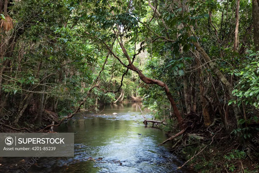 Myall Creek in rainforest, Daintree National Park, North Queensland, Queensland, Australia