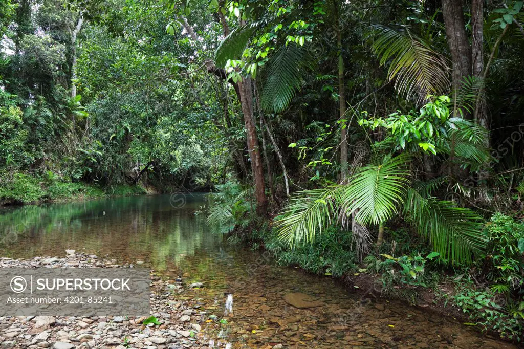Creek in rainforest, Hutchinson Creek, Daintree National Park, North Queensland, Queensland, Australia