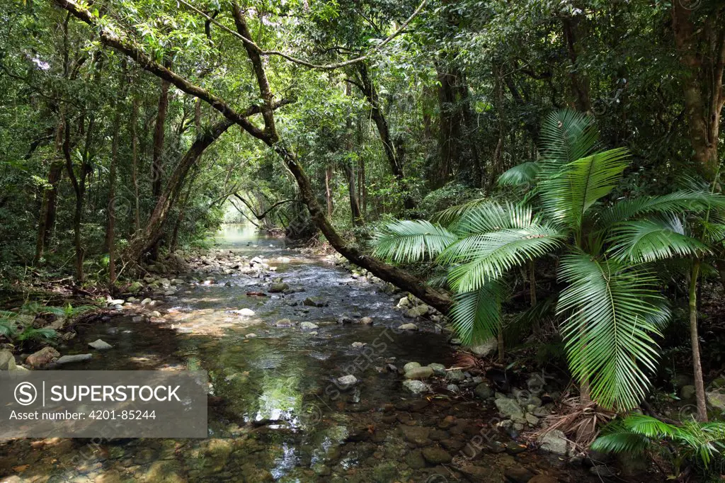 Oliver Creek in rainforest, Daintree National Park, North Queensland, Queensland, Australia