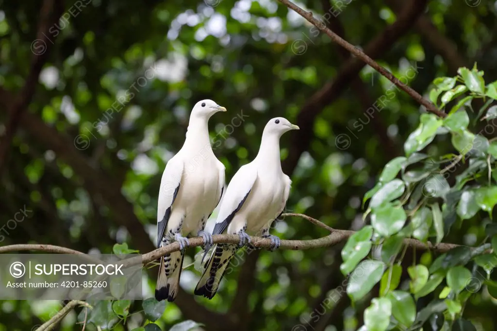 Torresian Imperial-Pigeon (Ducula spilorrhoa) pair, Atherton Tableland, Queensland, Australia