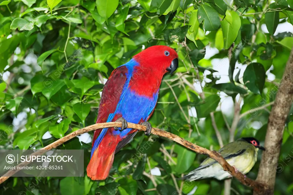 Eclectus Parrot (Eclectus roratus) female, Cape York Peninsula, North Queensland, Queensland, Australia
