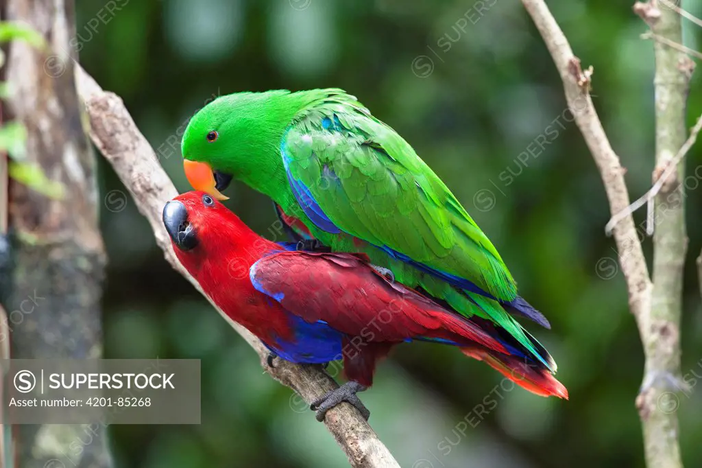 Eclectus Parrot (Eclectus roratus) pair mating, Cape York Peninsula, North Queensland, Queensland, Australia