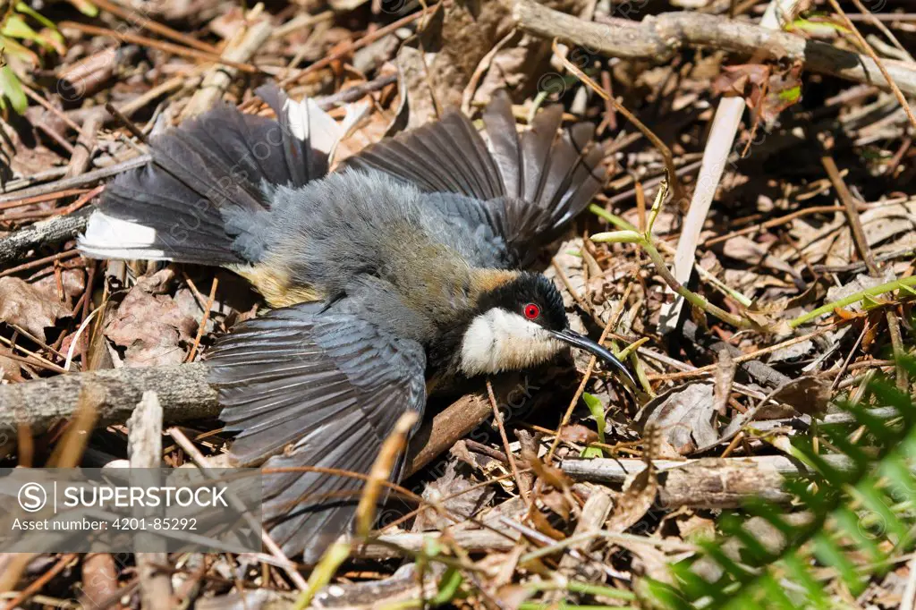 Eastern Spinebill (Acanthorhynchus tenuirostris) displaying on ground, Atherton Tableland, Queensland, Australia