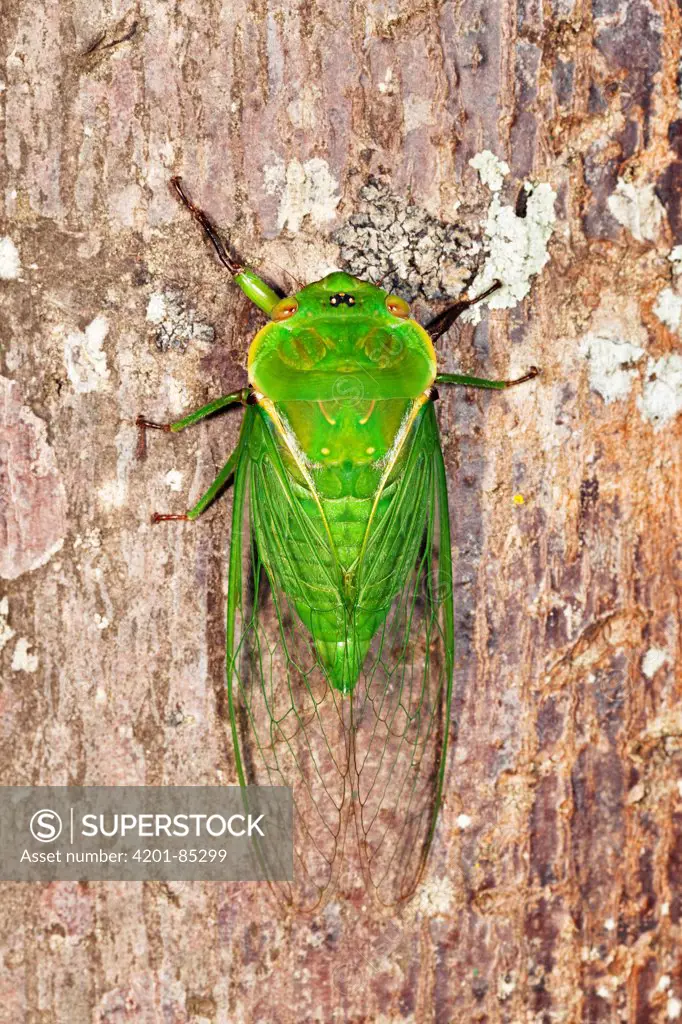 Masked Devil (Cyclochila australasiae) cicada green morph, Atherton Tableland, Queensland, Australia