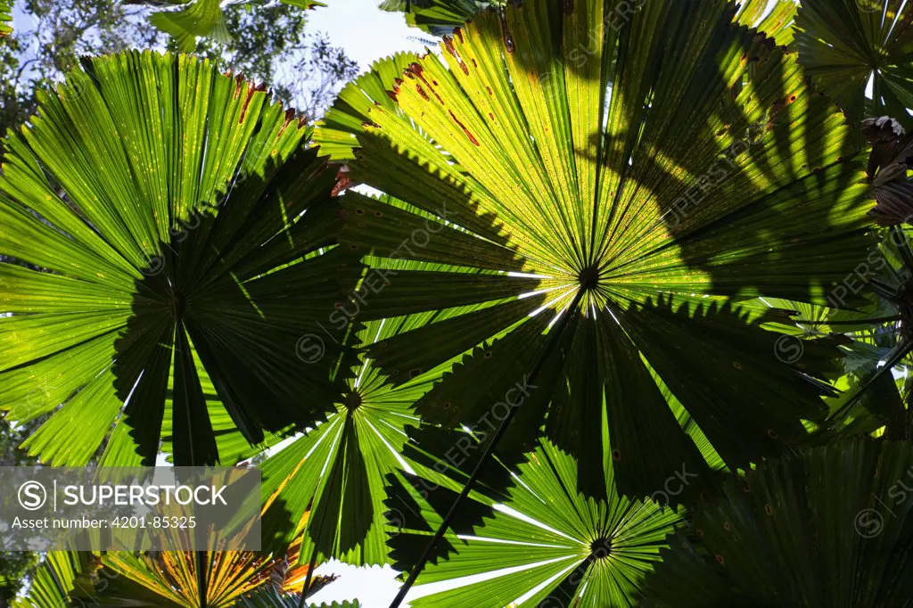 Licuala Fan Palm (Licuala ramsayi) fronds, Mission Beach, North Queensland, Queensland, Australia