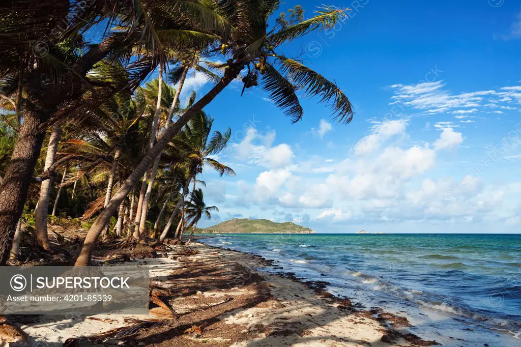 Coconut Palm (Cocos nucifera) group on Chili Beach, Iron Range National Park, Cape York Peninsula, North Queensland, Queensland, Australia