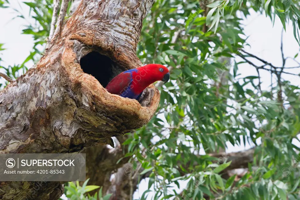 Eclectus Parrot (Eclectus roratus) female emerging from nest cavity, Cape York Peninsula, North Queensland, Queensland, Australia