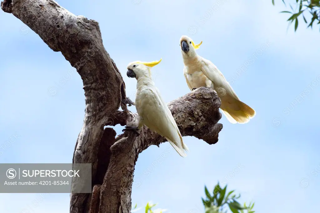 Sulphur-crested Cockatoo (Cacatua galerita) pair, Iron Range National Park, Cape York peninsula, North Queensland, Queensland, Australia