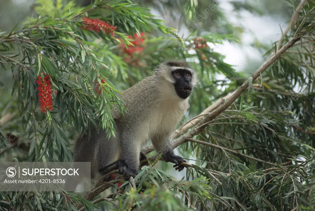 Black-faced Vervet Monkey (Cercopithecus aethiops) in tree, east Africa