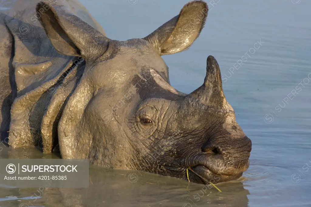 Indian Rhinoceros (Rhinoceros unicornis) male wallowing in muddy waterhole, Kaziranga National Park, India