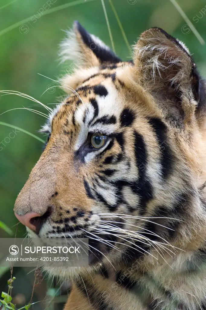 Bengal Tiger (Panthera tigris tigris) one and a half year old cub, Bandhavgarh National Park, India