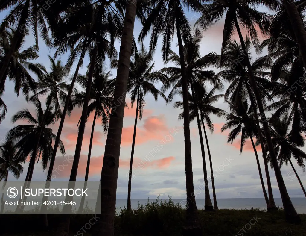 Coconut Palm (Cocos nucifera) trees at sunset near Dimiao, Bohol Island, Philippines