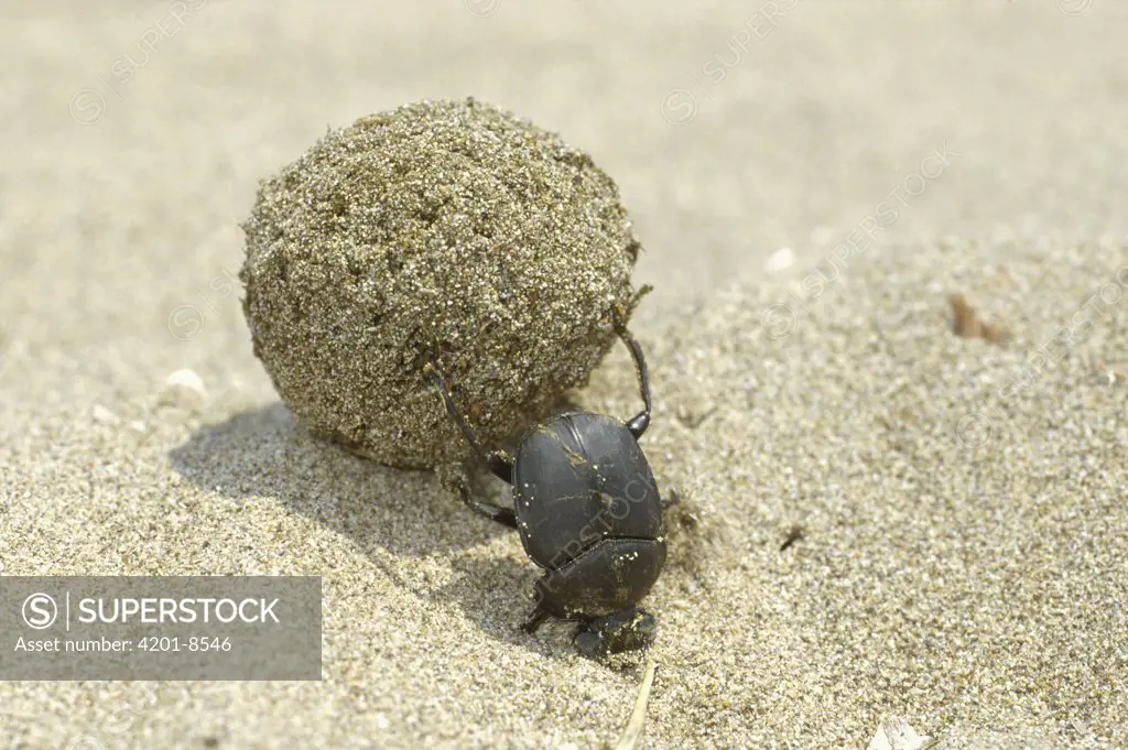 Dung Beetle (Scarabaeus pius) rolling a dung ball, Africa