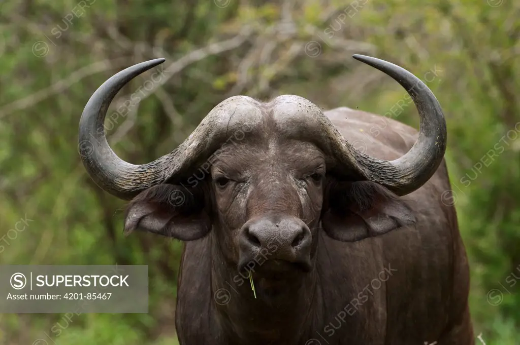 Cape Buffalo (Syncerus caffer), Kruger National Park, South Africa