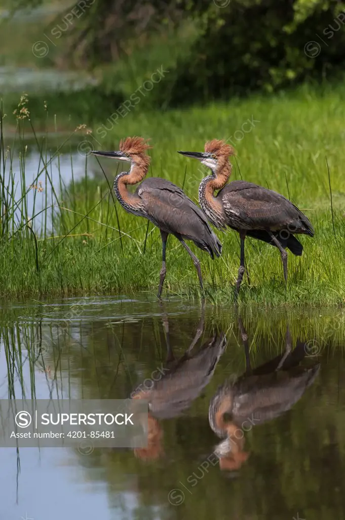 Goliath Heron (Ardea goliath) pair displaying along shore, Kruger National Park, South Africa
