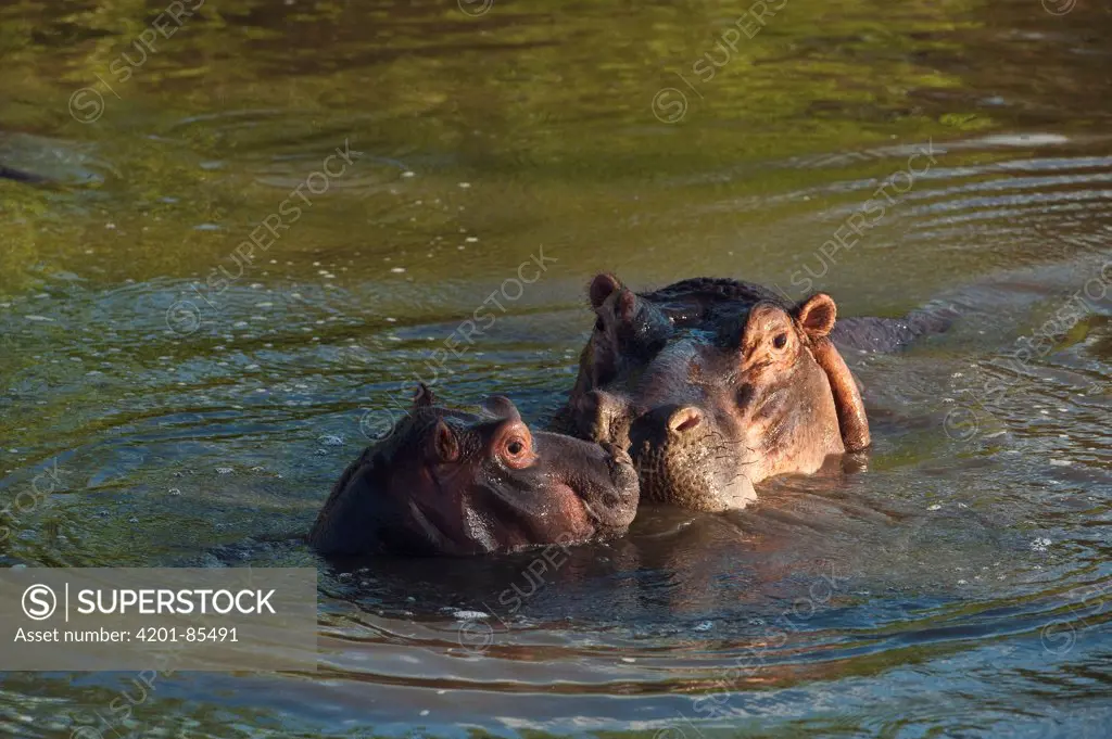 Hippopotamus (Hippopotamus amphibius) mother and calf, Kruger National Park, South Africa