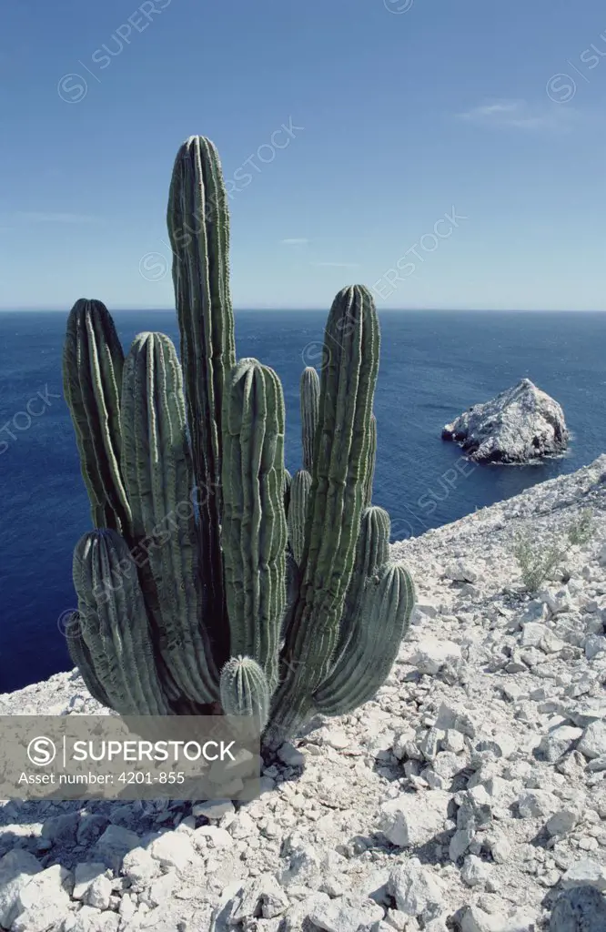 Cardon (Pachycereus pringlei) cactus growing on the cliffs of Isla San Pedro Martir, Sea of Cortez, Baja California, Mexico