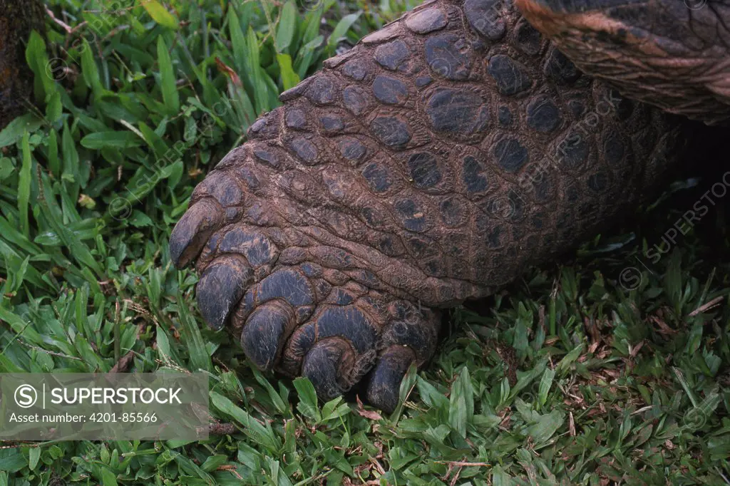 Volcan Alcedo Giant Tortoise (Geochelone nigra vandenburghi) foot, Alcedo Volcano, Isabella Island, Galapagos Islands, Ecuador
