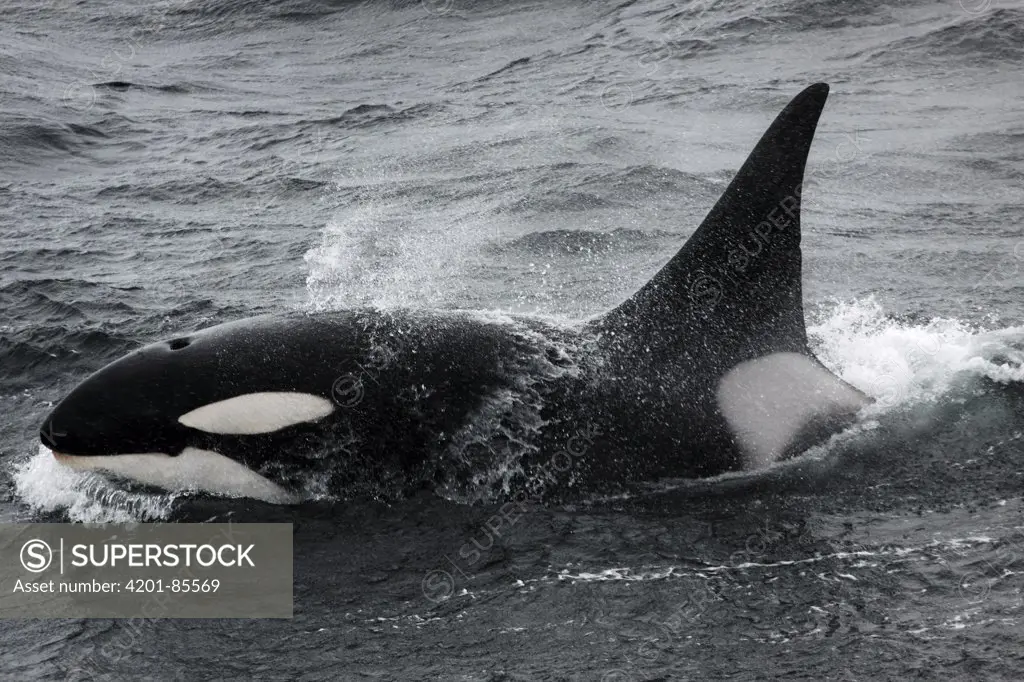 Orca (Orcinus orca) male, Antarctica
