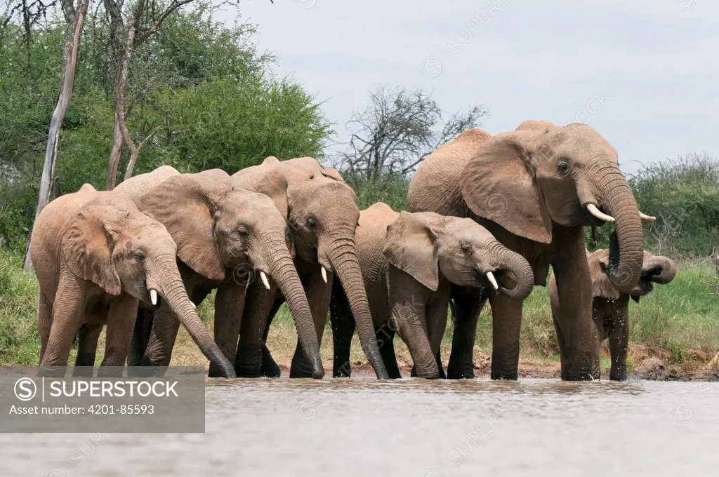 African Elephant (Loxodonta africana) herd drinking, Tumaren Ranch, Kenya