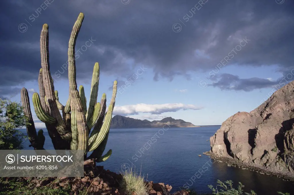 Danzante Island, Sea of Cortez, Baja California, Mexico