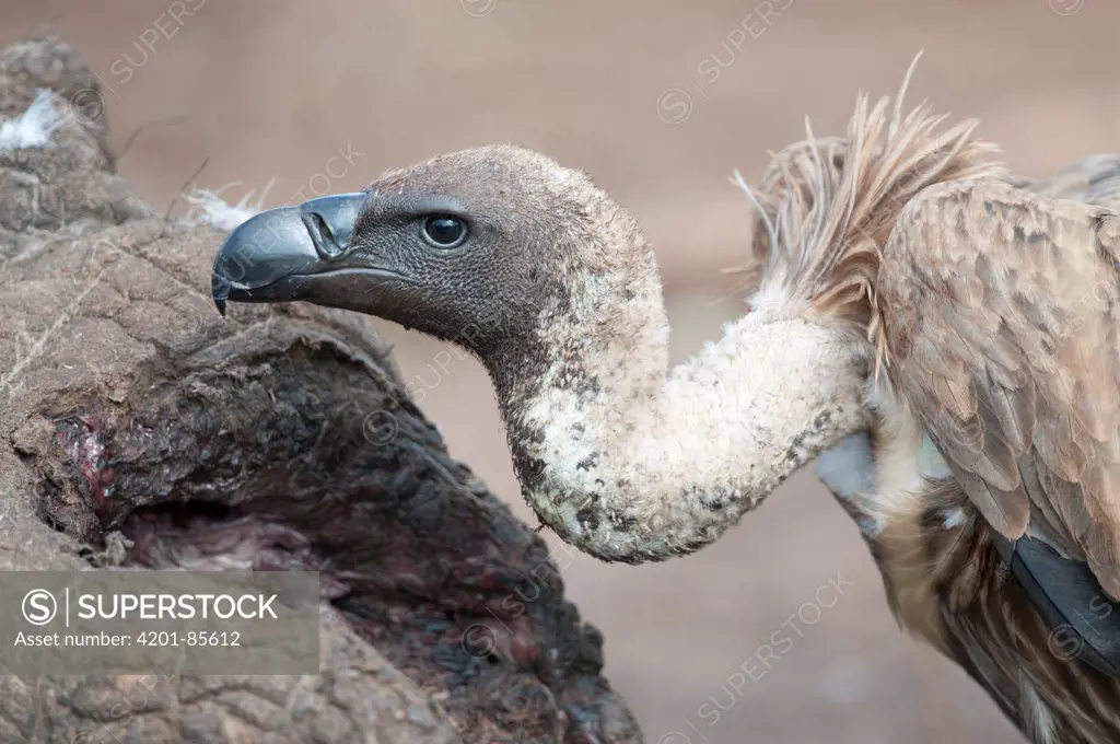 White-backed Vulture (Gyps africanus), Mpala Research Centre, Kenya