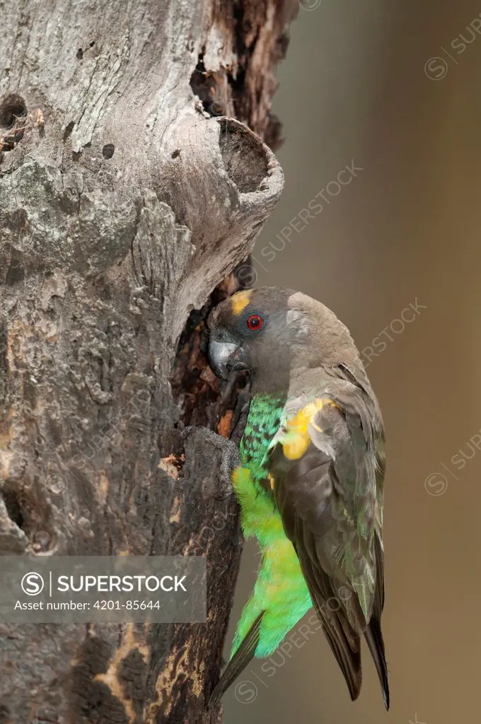 Meyer's Parrot (Poicephalus meyeri) at nest cavity, Solio Game Reserve, Kenya