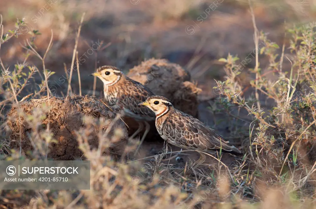 Three-banded Courser (Rhinoptilus cinctus) pair foraging for insects in dung, Kenya