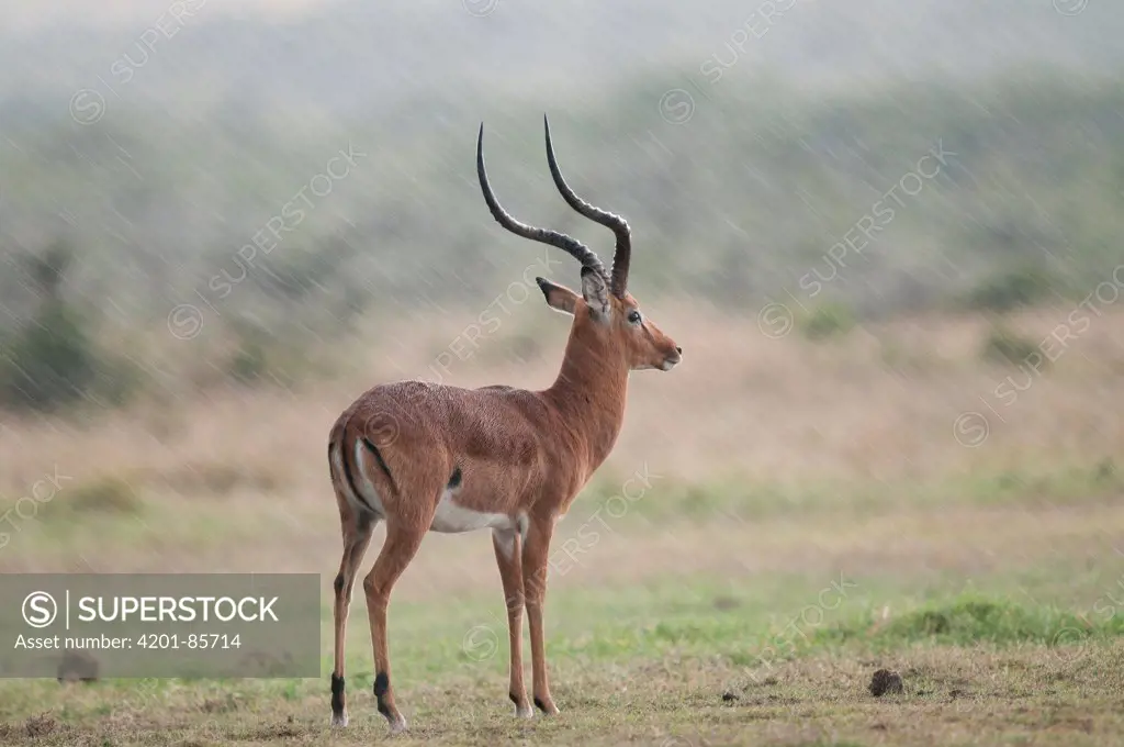 Impala (Aepyceros melampus) male, Ol Pejeta Conservancy, Kenya