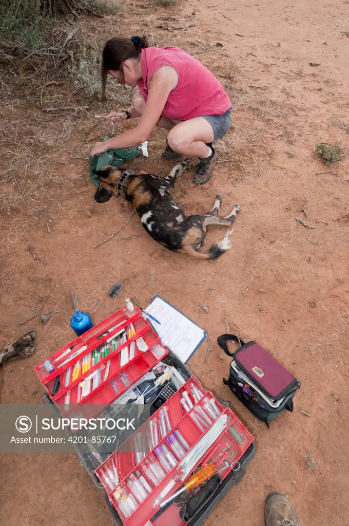 African Wild Dog (Lycaon pictus) researcher Rosie Woodruff collaring animal, Mpala Research Centre, Kenya