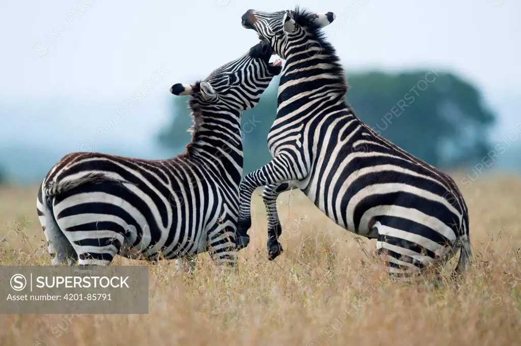 Zebra (Equus quagga) stallions sparring, Ol Pejeta Conservancy, Kenya