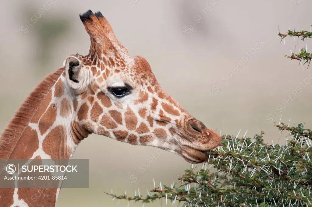 Reticulated Giraffe (Giraffa camelopardalis reticulata) browsing, Lewa Wildlife Conservation Area, Kenya