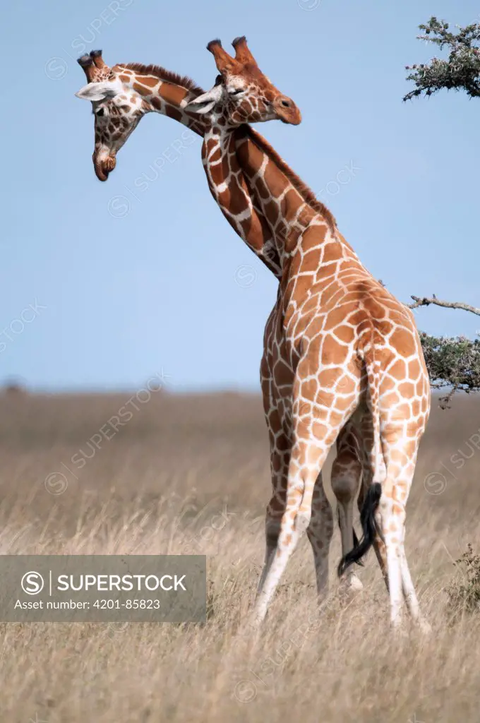 Reticulated Giraffe (Giraffa camelopardalis reticulata) males necking, Ol Pejeta Conservancy, Kenya