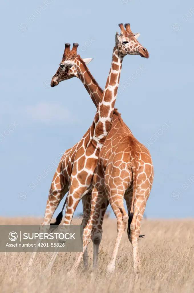 Reticulated Giraffe (Giraffa camelopardalis reticulata) males necking, Ol Pejeta Conservancy, Kenya
