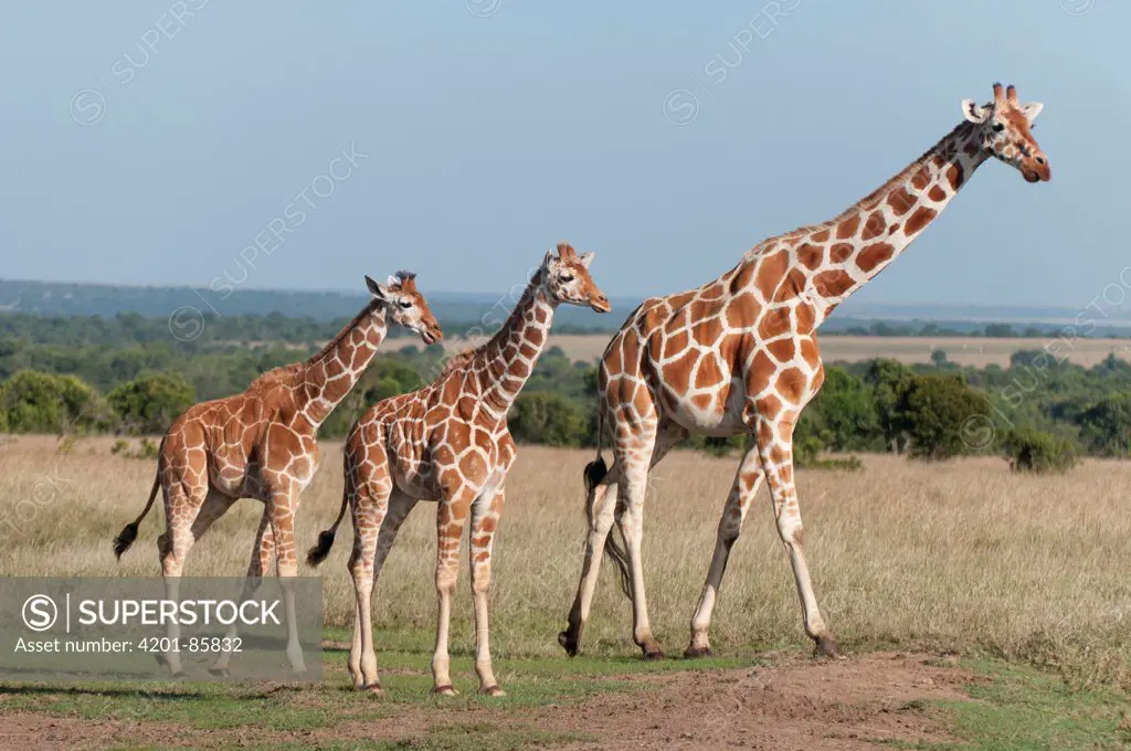 Reticulated Giraffe (Giraffa camelopardalis reticulata) mother and calves, Ol Pejeta Conservancy, Kenya