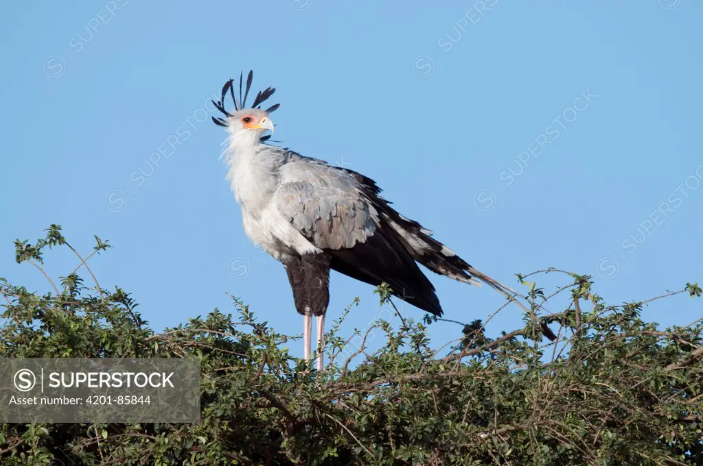 Secretary Bird (Sagittarius serpentarius), El Karama Ranch, Kenya