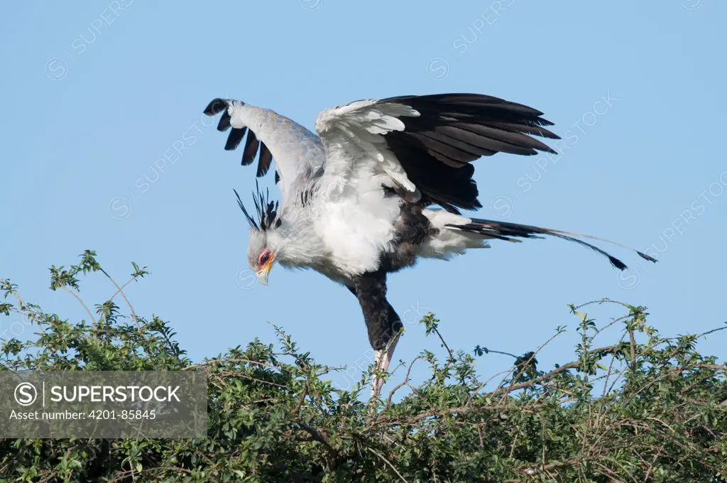Secretary Bird (Sagittarius serpentarius) spreading wings, El Karama Ranch, Kenya