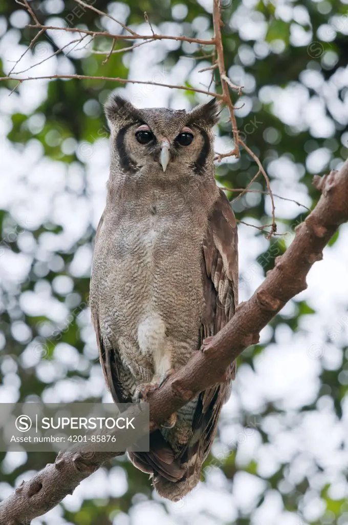 Verreaux's Eagle-Owl (Bubo lacteus), Mpala Research Centre, Kenya