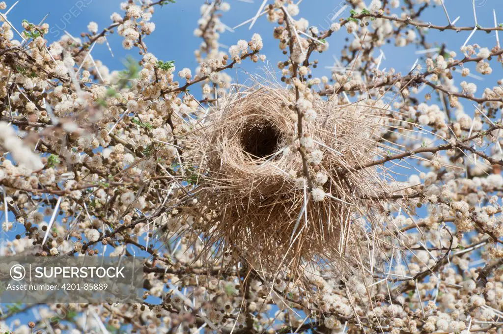 White-browed Sparrow-Weaver (Plocepasser mahali) nest, Loisaba Wilderness, Kenya