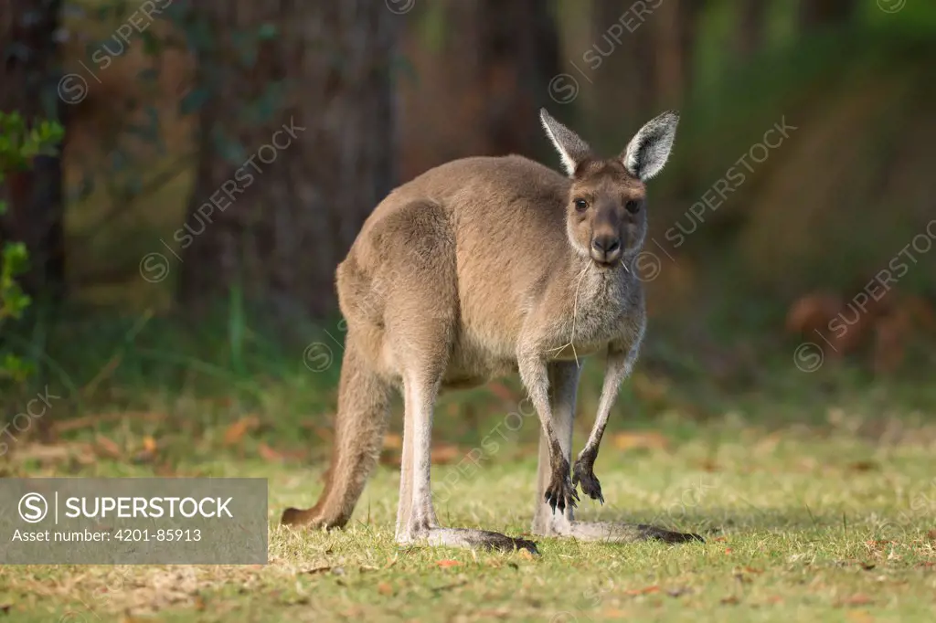 Western Grey Kangaroo (Macropus fuliginosus) in Pinnaroo Valley Memorial Park, an environmentally responsible cemetery, Perth, Western Australia, Australia
