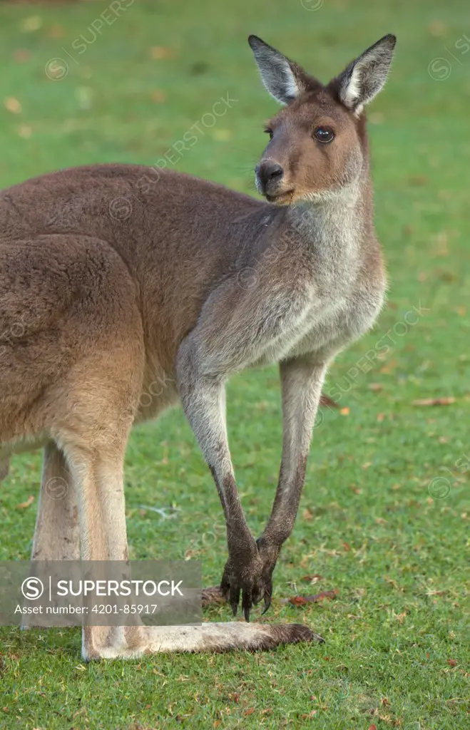 Western Grey Kangaroo (Macropus fuliginosus), Pinnaroo Valley Memorial Park, Perth, Western Australia, Australia