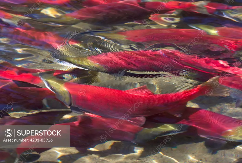 Sockeye Salmon (Oncorhynchus nerka) group resting in eddy during spawning run, Adams River, Roderick Haig-Brown Provincial Park, British Columbia, Canada