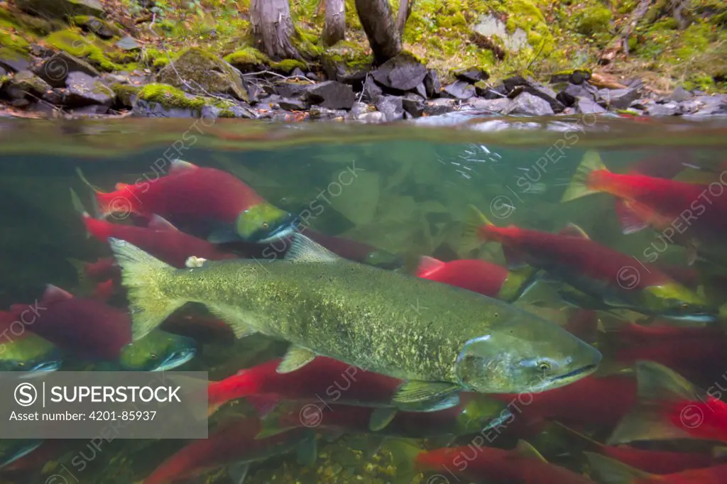 Sockeye Salmon (Oncorhynchus nerka) group and Chinook Salmon (Oncorhynchus tshawytscha) swimming upstream between forested banks of Adams River during spawning run, Roderick Haig-Brown Provincial Park, British Columbia, Canada