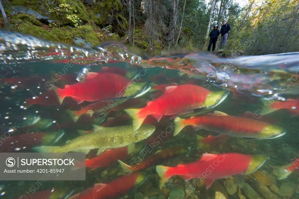 Sockeye Salmon (Oncorhynchus nerka) group and Chinook Salmon (Oncorhynchus tshawytscha) admired by tourists while battling fast current, Adams River, Roderick Haig-Brown Provincial Park, British Columbia, Canada