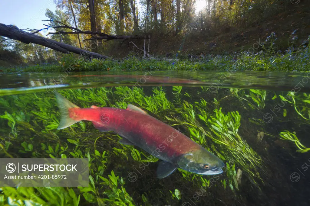 Sockeye Salmon (Oncorhynchus nerka) female swimming in tributary to Adams River, Roderick Haig-Brown Provincial Park, British Columbia, Canada