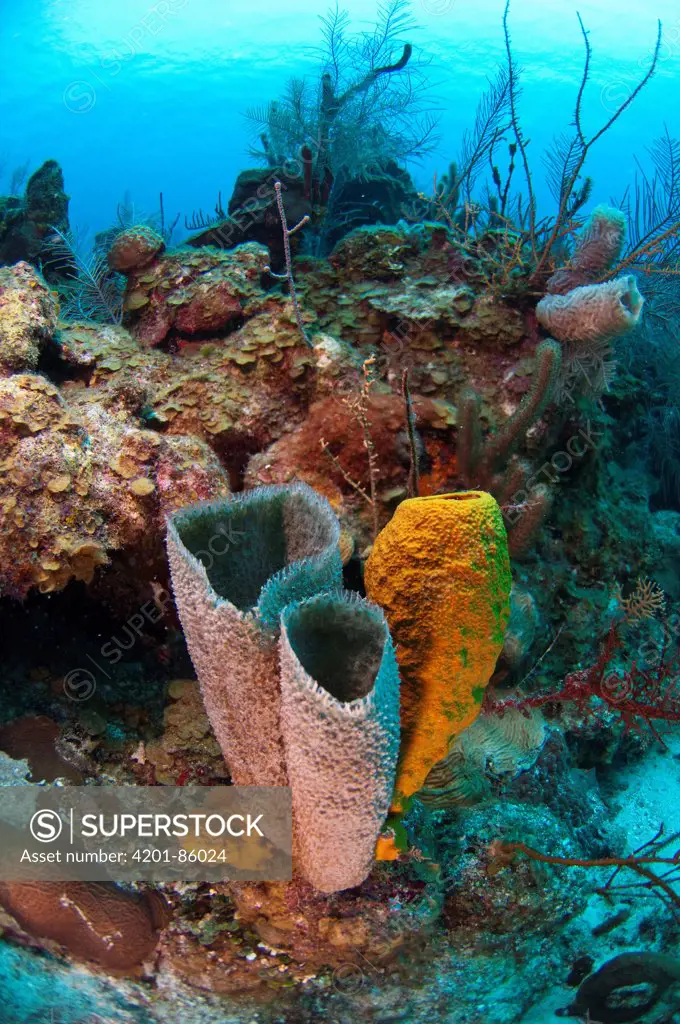 Sponges, Belize Barrier Reef, Belize